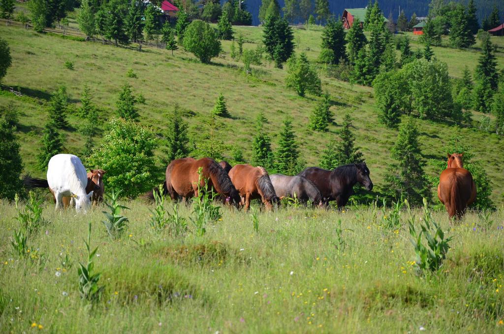 Pension Doru Белиш Экстерьер фото